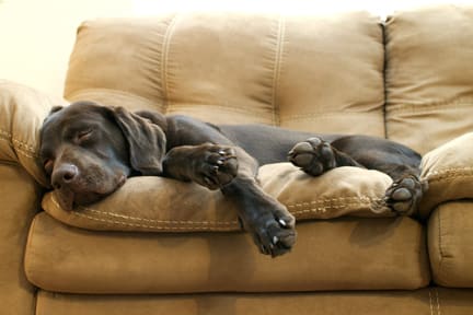dog-sleeping-on-couch-web-sized.jpg